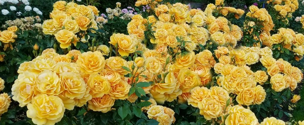 roses, city of roses,Portland Rose Garden, TravelPortland