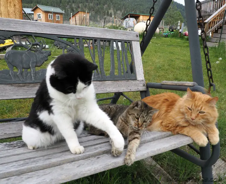 life lessons learned from cats, the Farm cats
