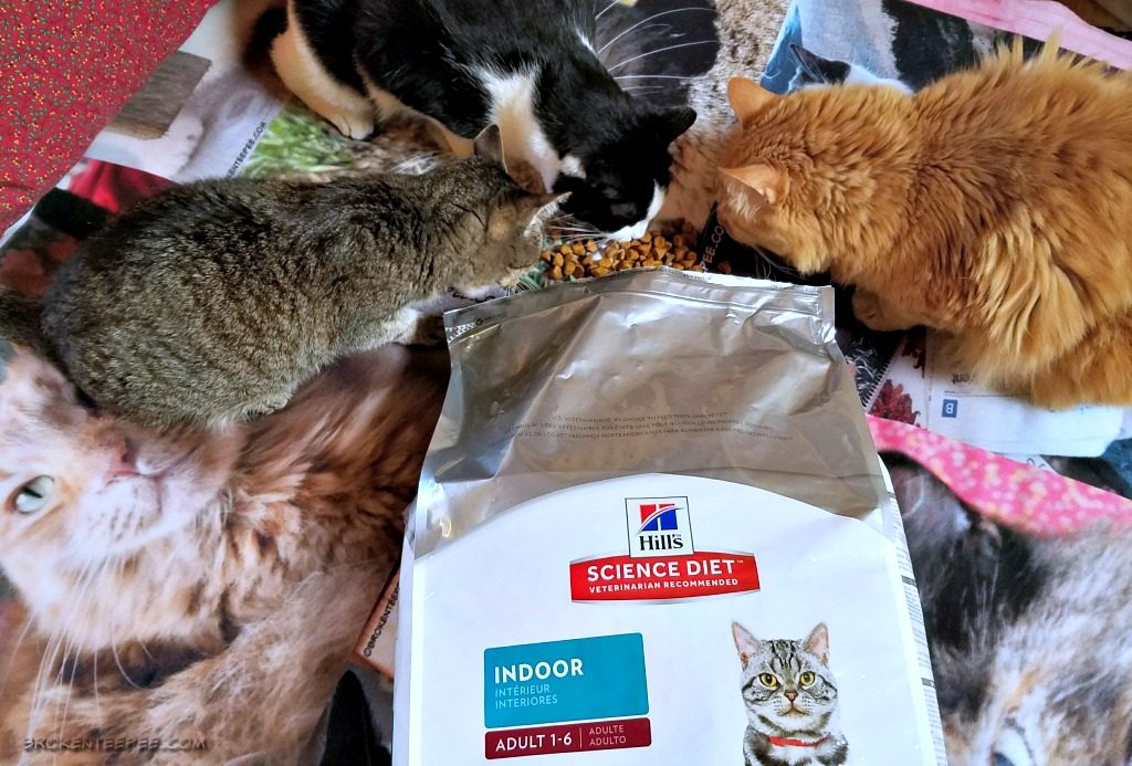 Life Lessons Learned from Cats, Hill's Science Diet® Cat Food, cat food, cat kibble, #HillsTransformingLIves, #AD