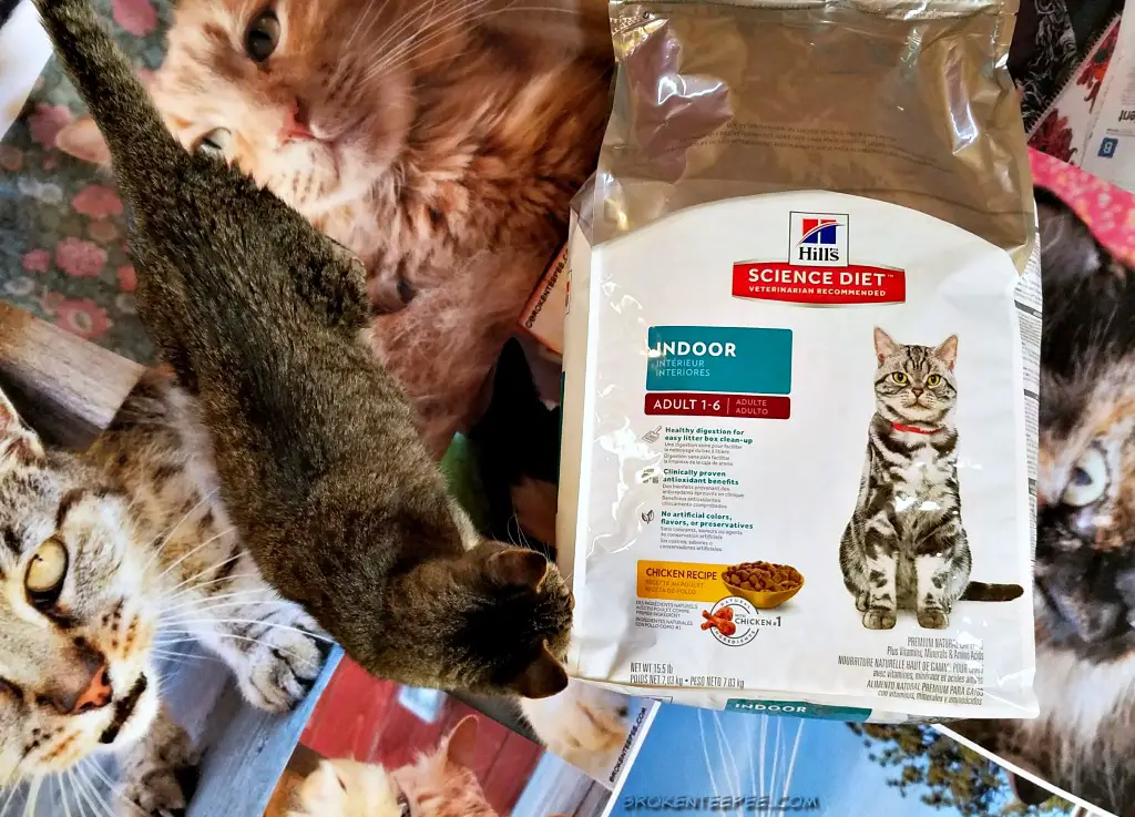 Life Lessons Learned from Cats, Hill's Science Diet® Cat Food, cat food, cat kibble, #HillsTransformingLIves, #AD