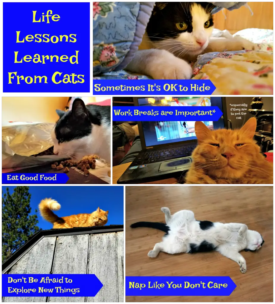 life lessons learned from cats, the farm cats