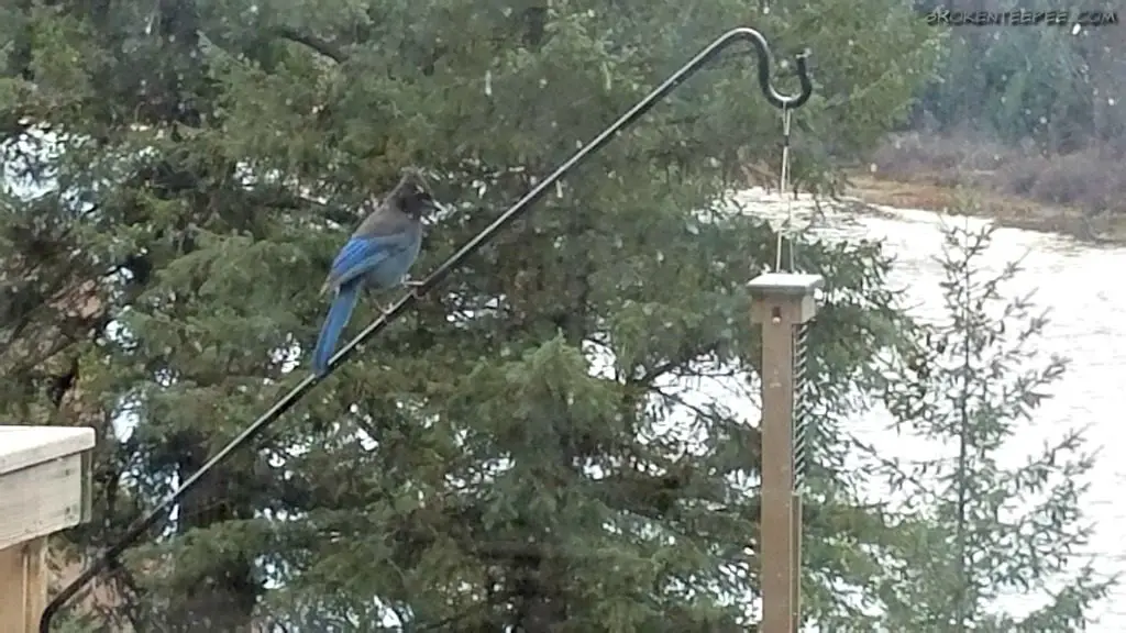 gift ideas for bird lovers, how to attract birds to your yard, feeding the birds is fun, blue jay, steller's jay
