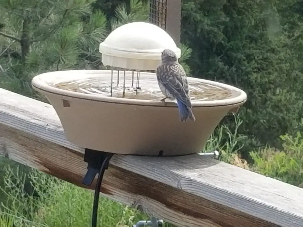 bluebird at birdbath