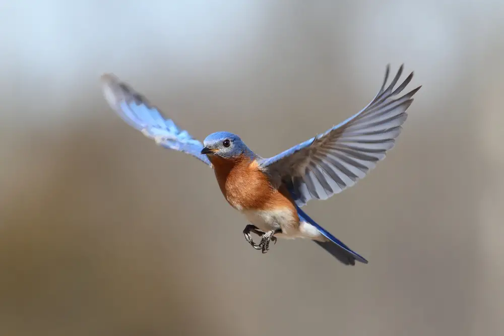 How to attract bluebirds to your yard, Eastern bluebird