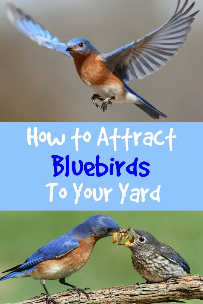 how to attract bluebirds to your yard, attract bluebirds