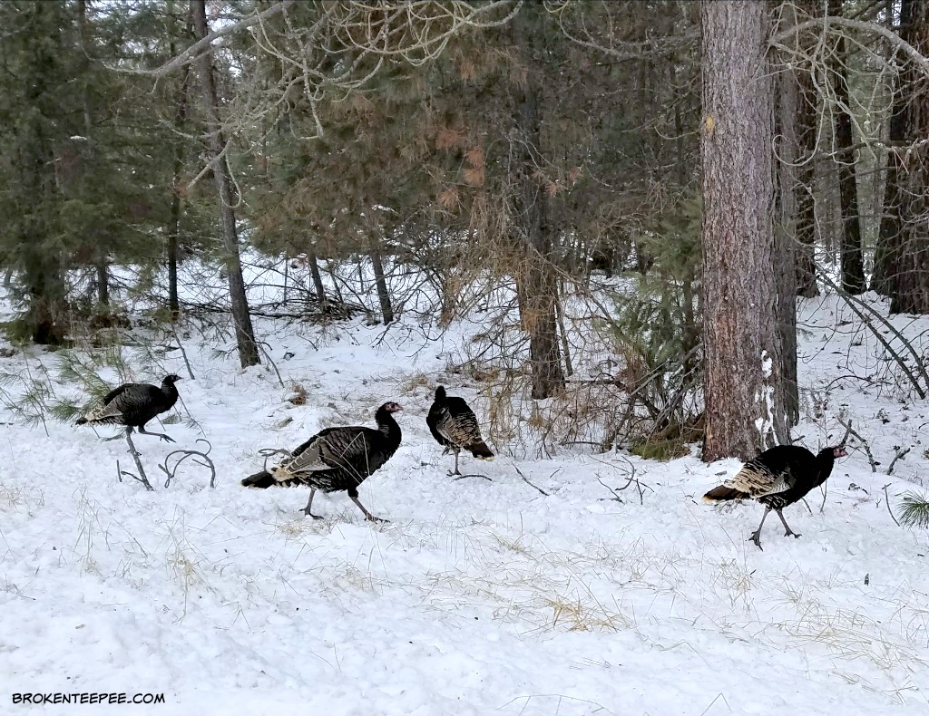 Birdwatching in Montana, Backyard Birds, Birding Logbook, wild turkeys, AD