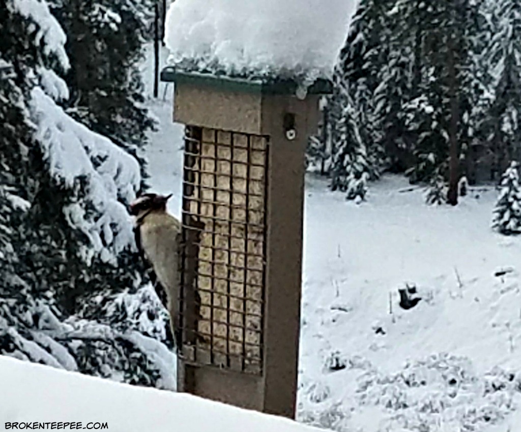 Birdwatching in Montana, Backyard Birds, Birding Logbook, downy woodpecker, AD