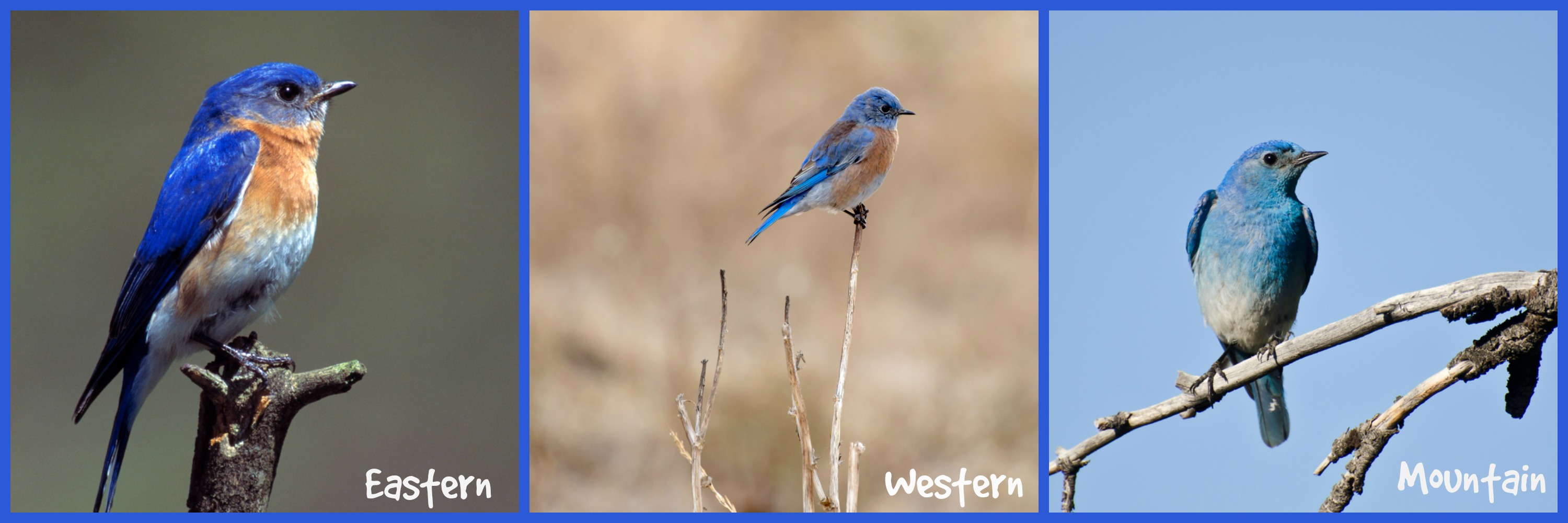 How to attract bluebirds to your yard, Eastern bluebird, Western Bluebird, Mountain bluebird