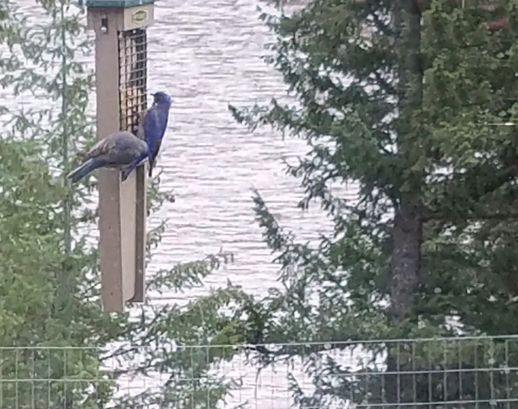 bluebirds on suet feeder