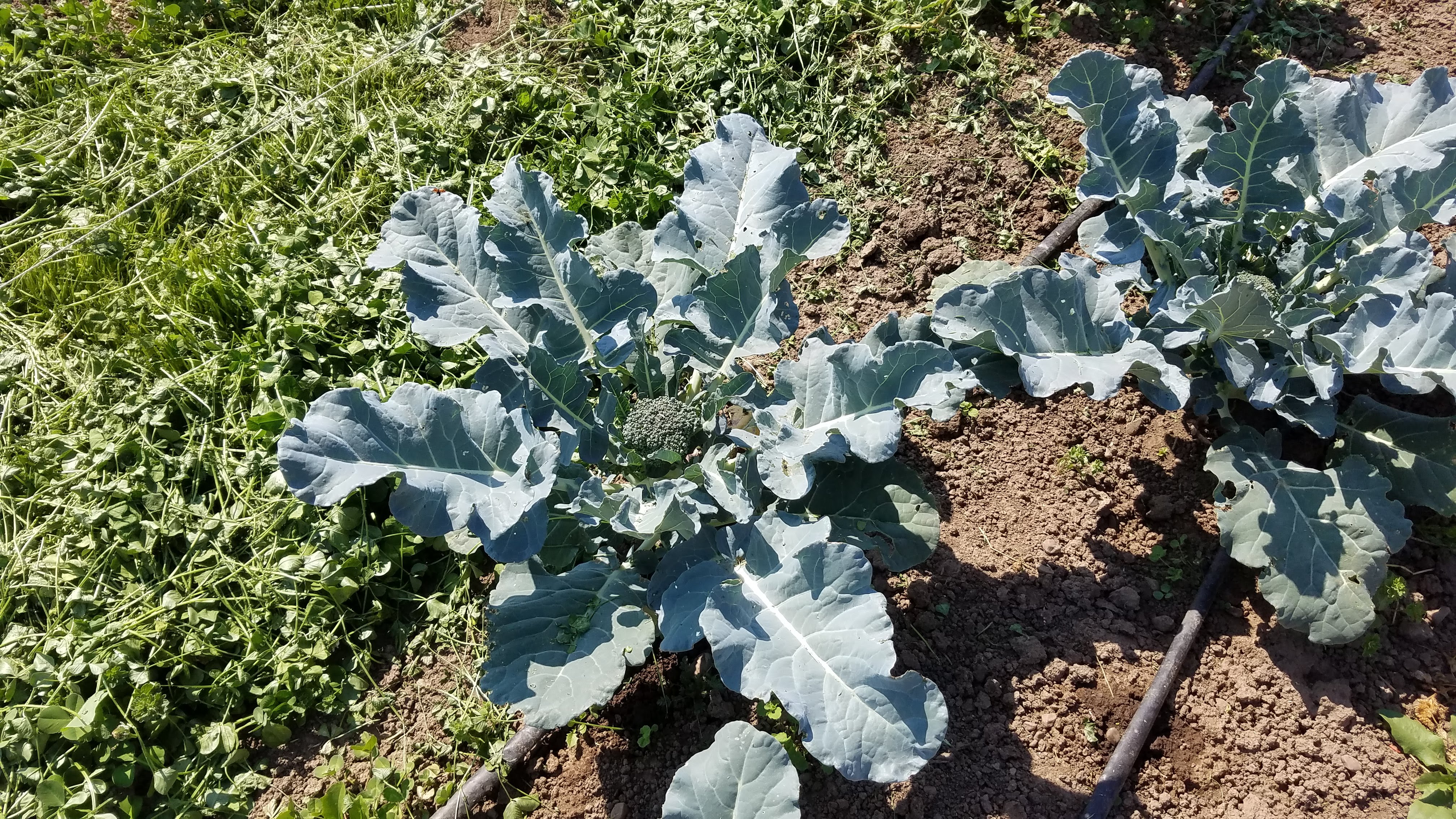 broccoli plants