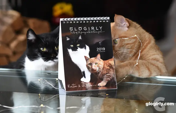 cat calendars, cat calendar, cat calendar 2019, famous internet cats, Katie, Waffles, Summer