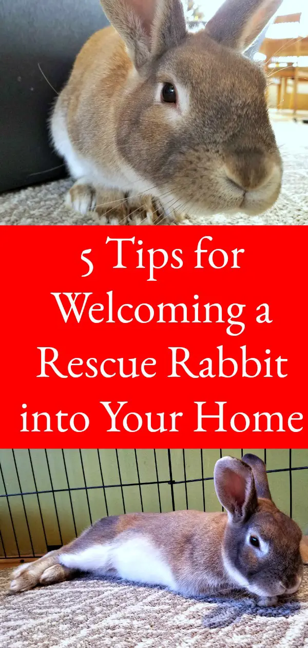 5 tips to welcome a rescue rabbit, rescue bunny, Cappuccino the bunny, rescue rabbit