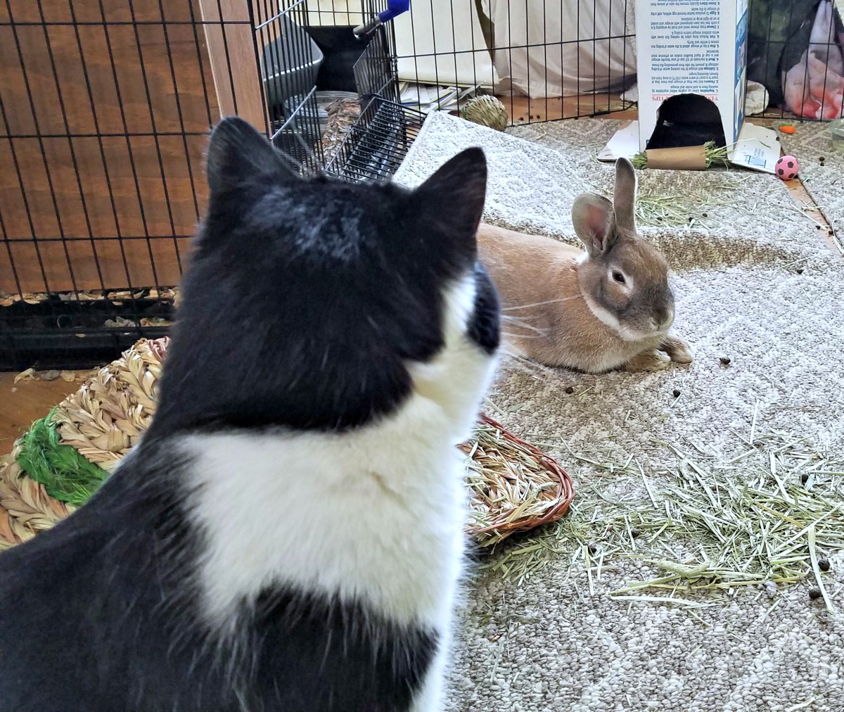 introducing a rescue rabbit to cats, rescue rabbit, cats