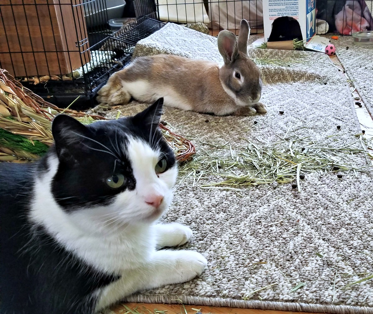 introducing rabbit to cats, rescue rabbit
