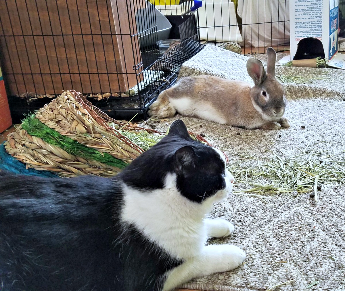 introducing a rescue rabbit to cats, rescue rabbit, cats