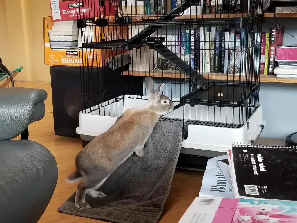 cappuccino the bunny inspects his cage