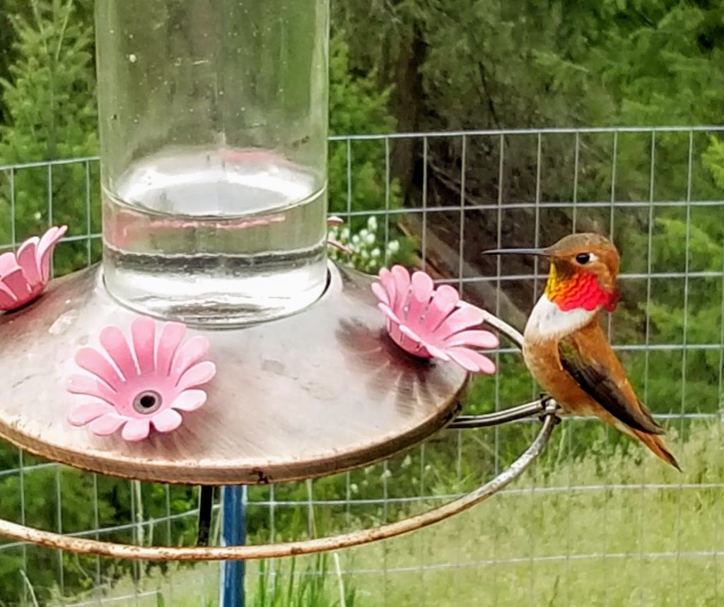 male Rufous Hummingbird on feeder
