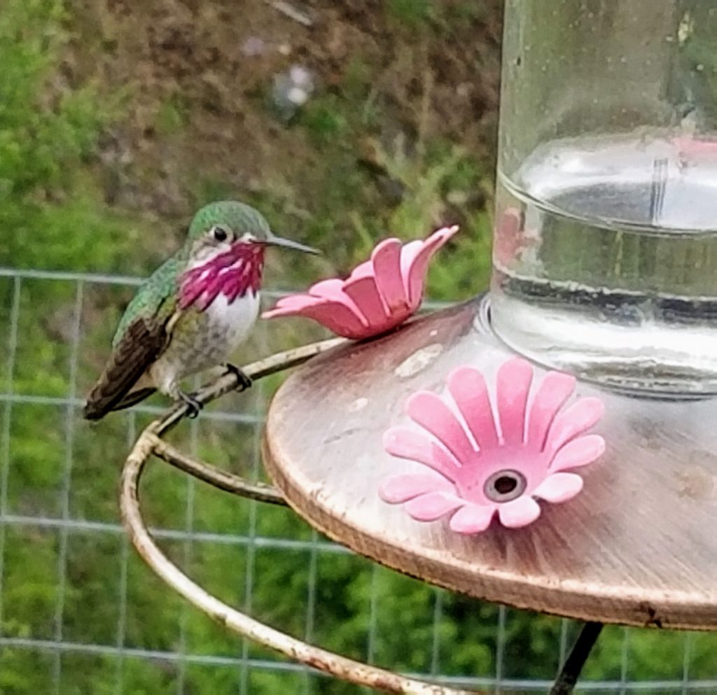 Male Calliope Hummingbird on feeder