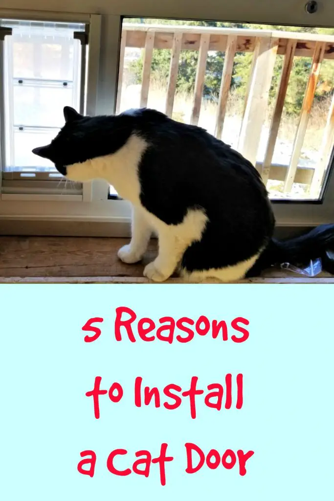5 reasons to install a cat door
