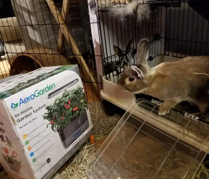 AeroGarden Grows Salad Greens for Our Rescue Rabbit Cappuccino