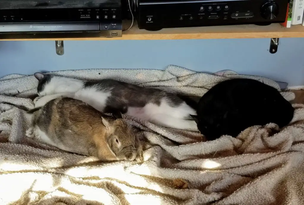 cats and bunny