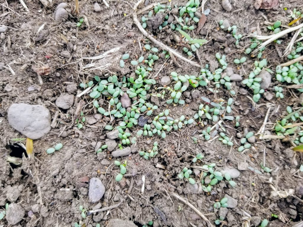 white clover after 6 days of being planted