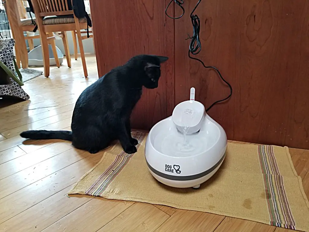 black cat sitting by cat water fountain