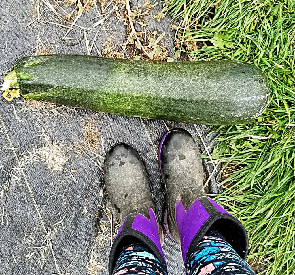 one big zucchini