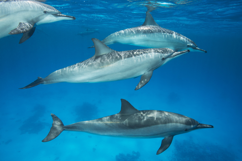 Group of Spinner Dolphins