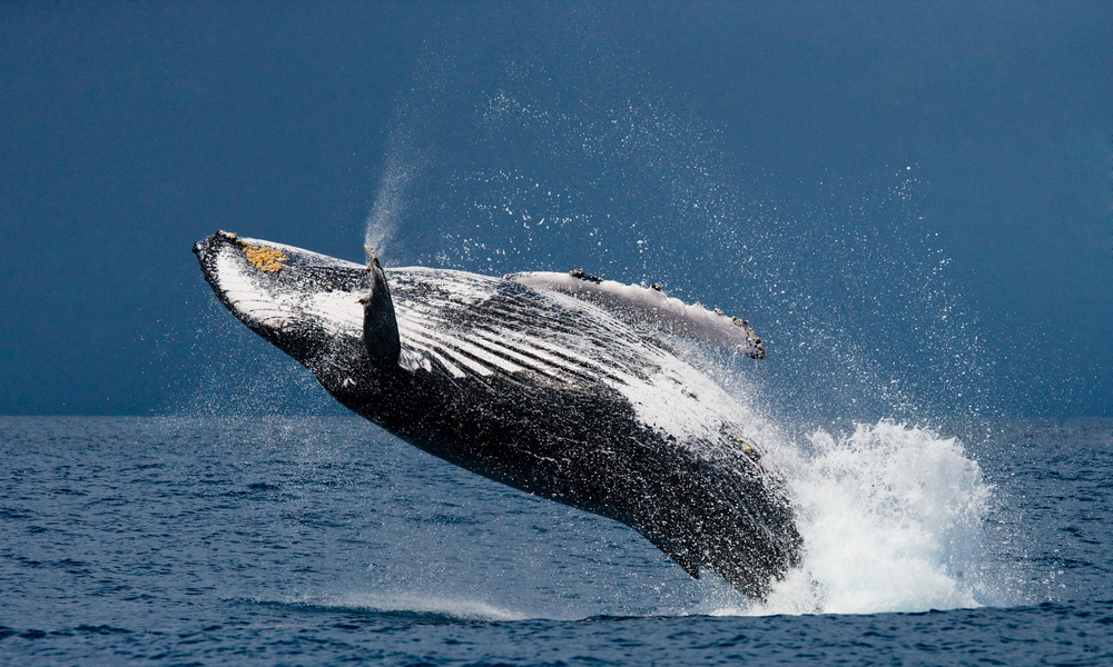 breeching humpback whale