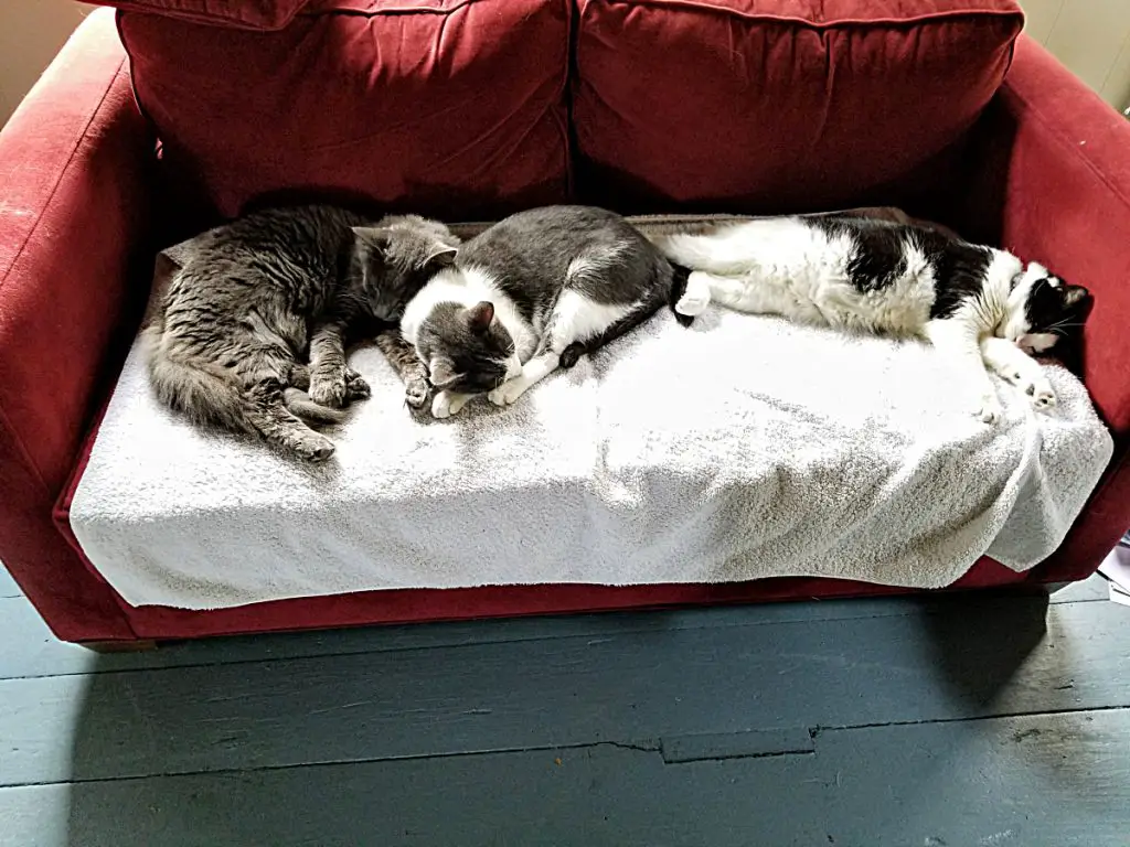 cats on a couch