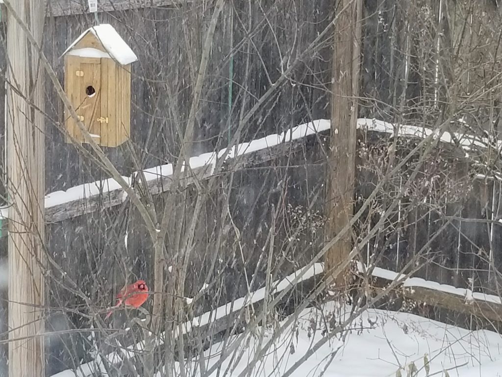 cardinal on branch in the snow