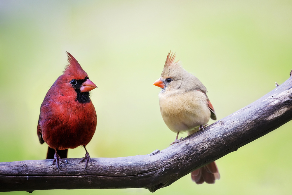 male and female cardinal