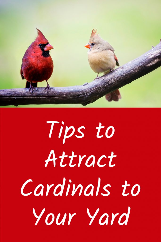 attract cardinals to your yard