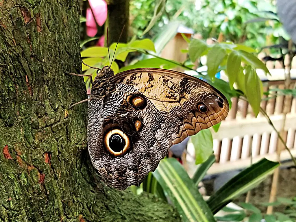 brown and grey butterfly