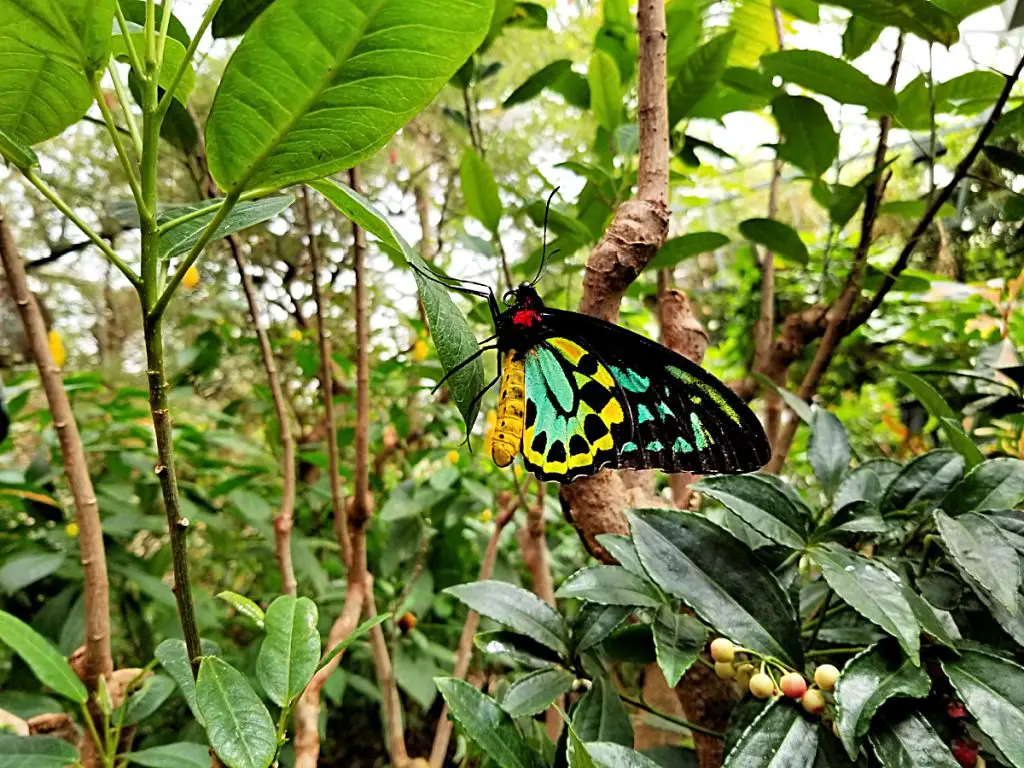 butterfly in foliage