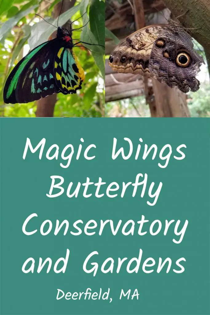 magic wings butterfly conservatory
