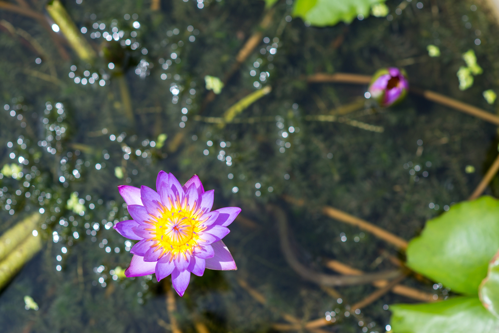purple waterlily