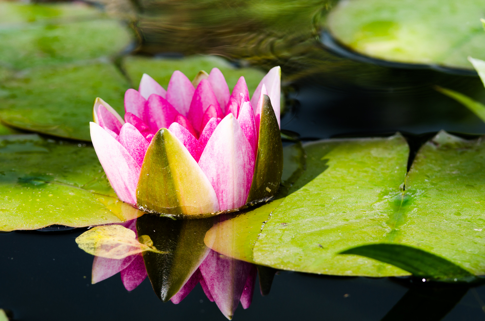 water lily,pink
