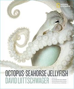 octopus seahorse jellyfish