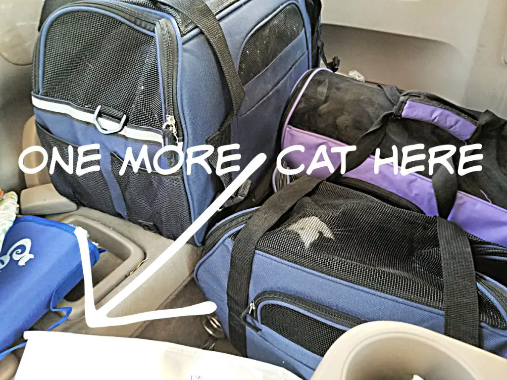 too many cats in a car