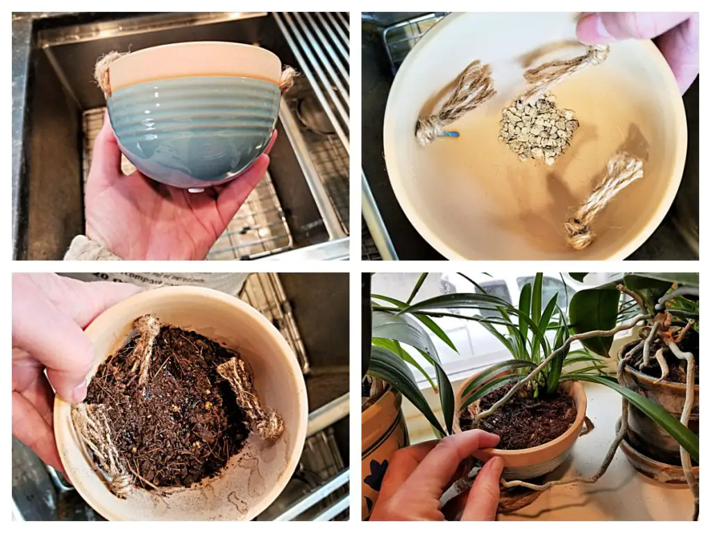 how to transplant spider plant babies into a pot
