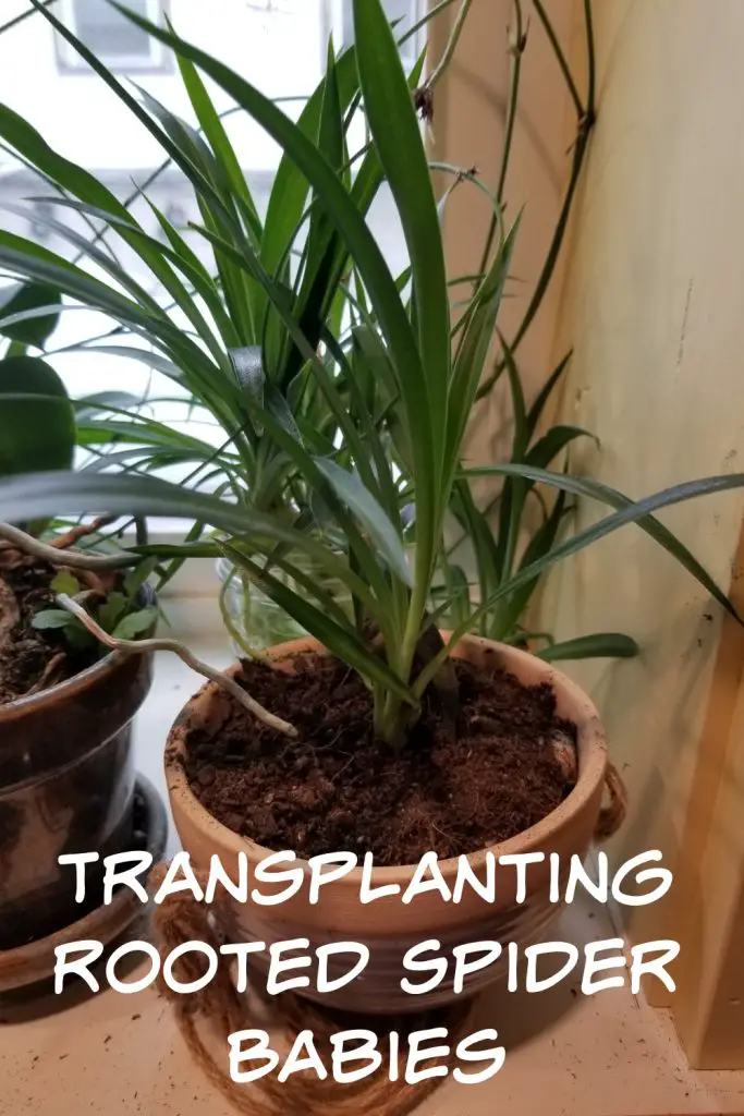 transplanting spider babies
