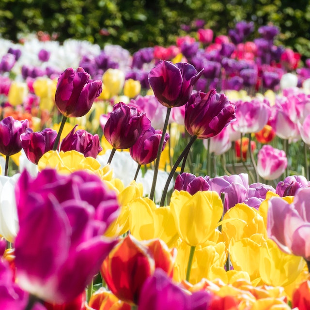 multi colored tulips in a garden