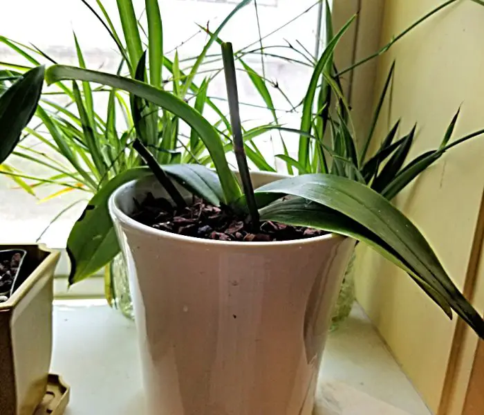 How to Repot an Orchid