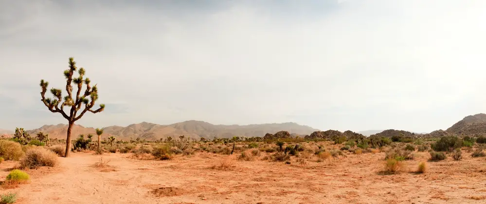 desert southwest